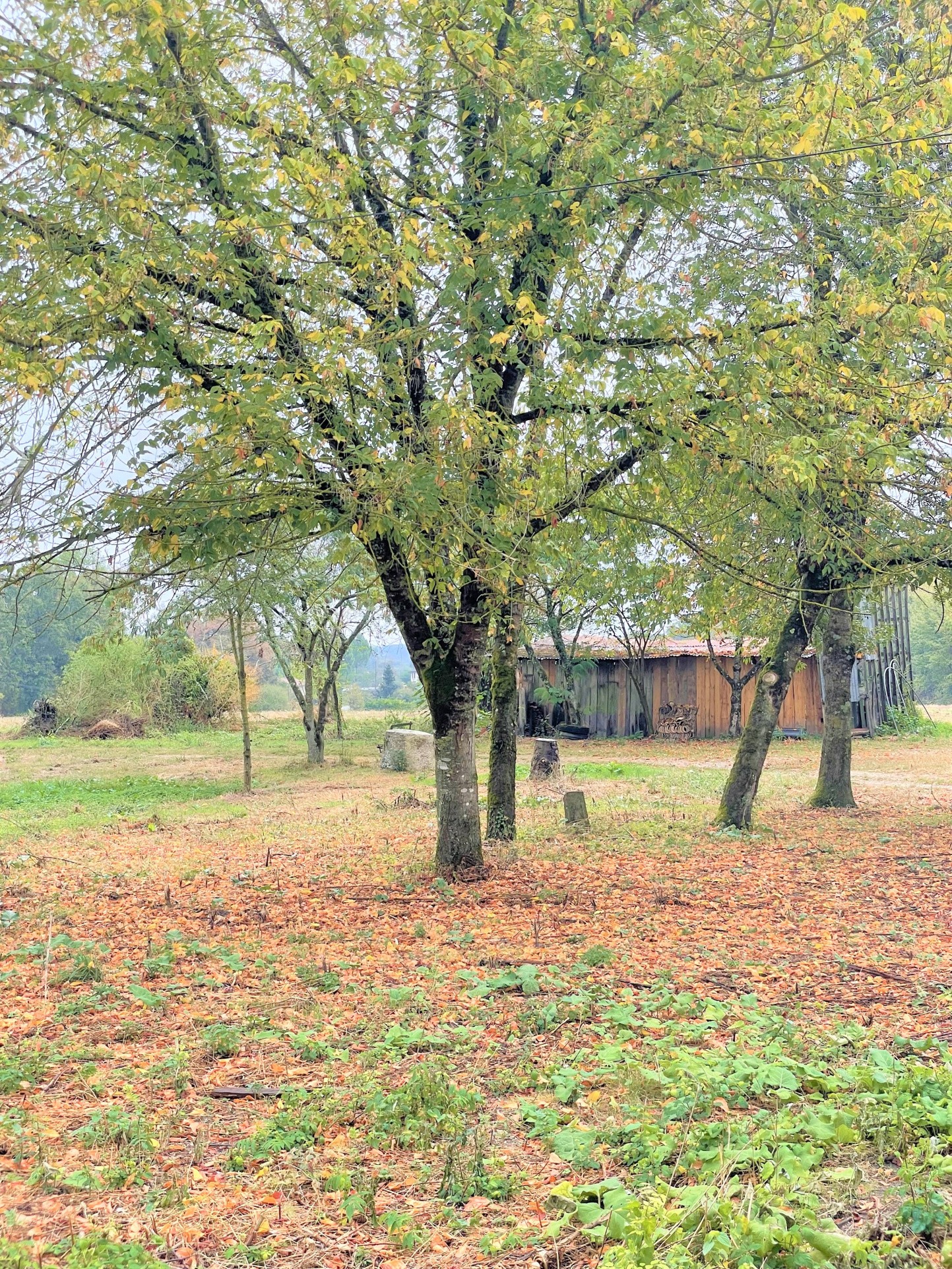 Vente Maison à Bazas 5 pièces