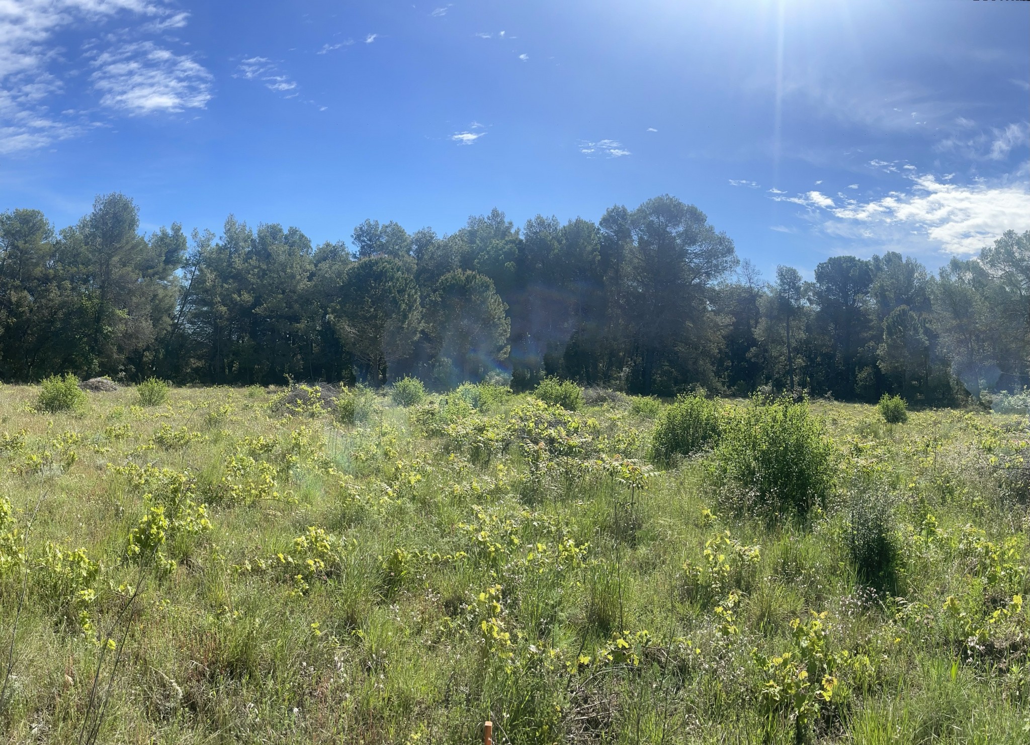 Vente Terrain à Clermont-l'Hérault 0 pièce