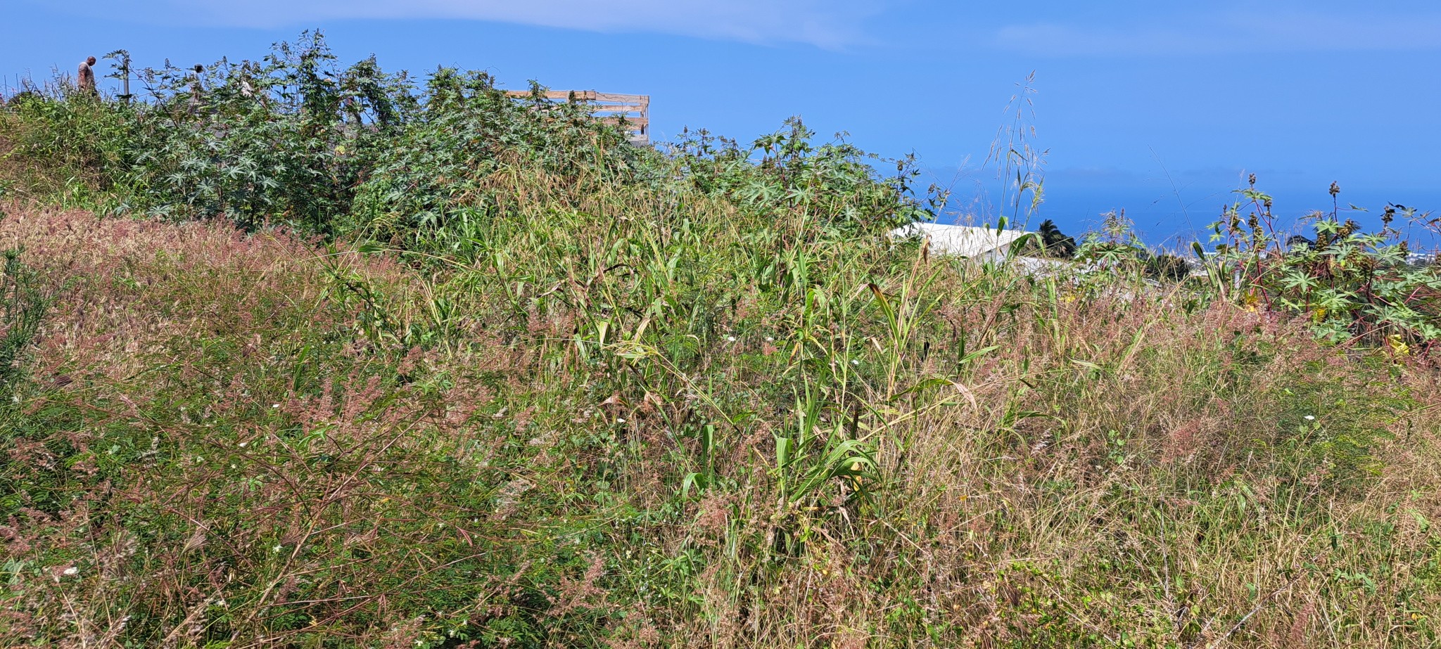 Vente Terrain à Saint-Pierre 0 pièce