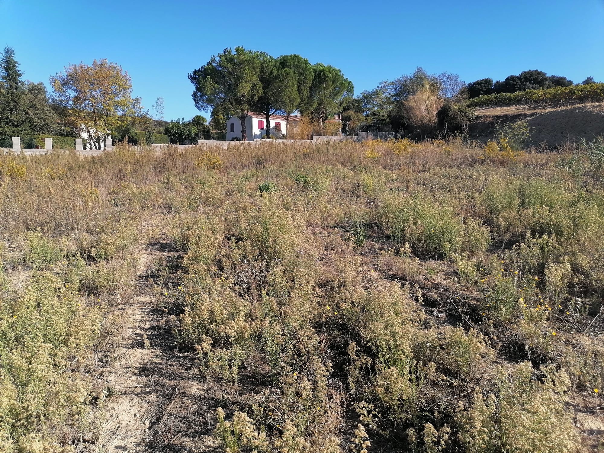 Vente Terrain à Limoux 0 pièce