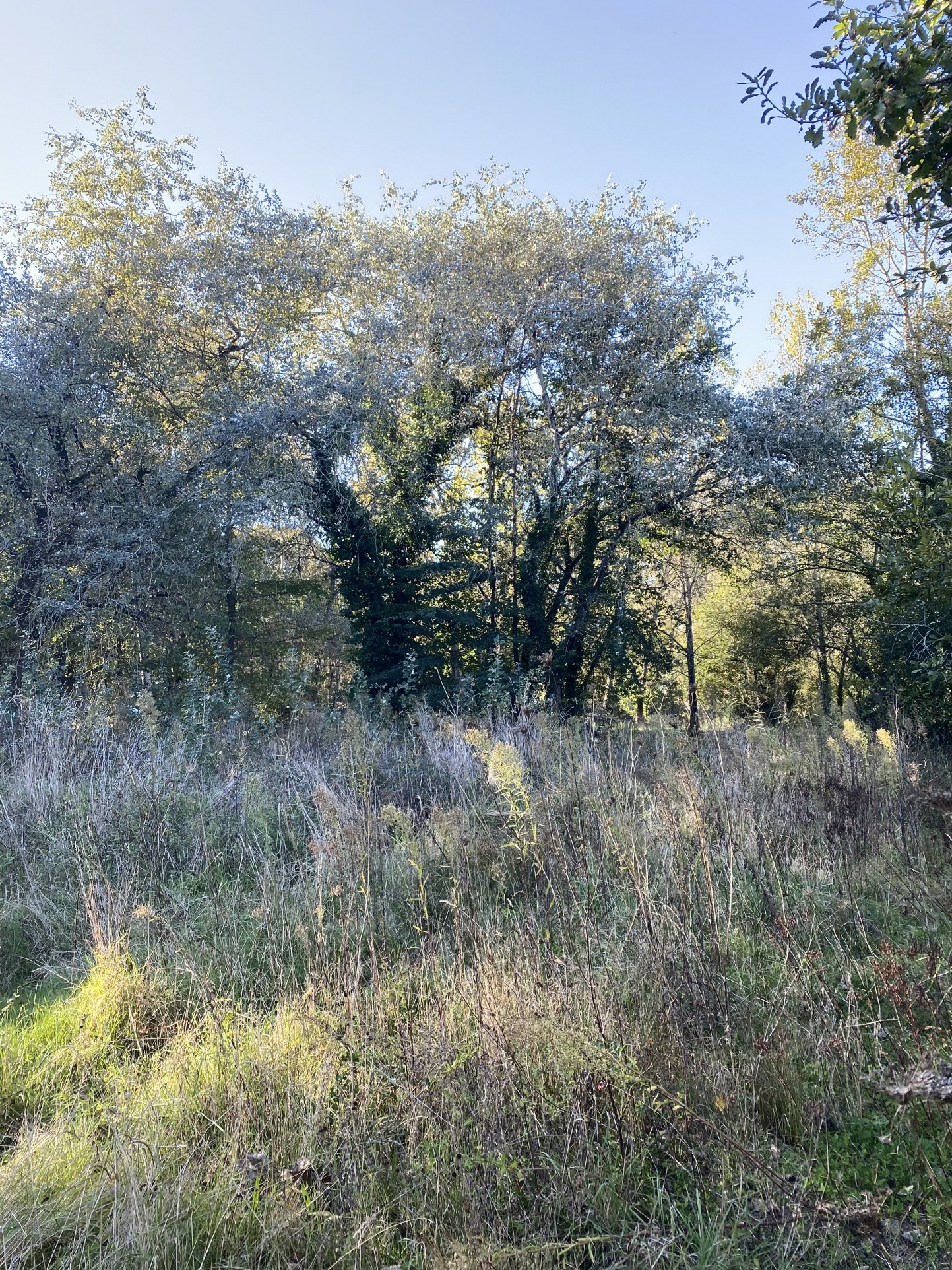 Vente Terrain à Saint-Hilaire-de-Riez 0 pièce