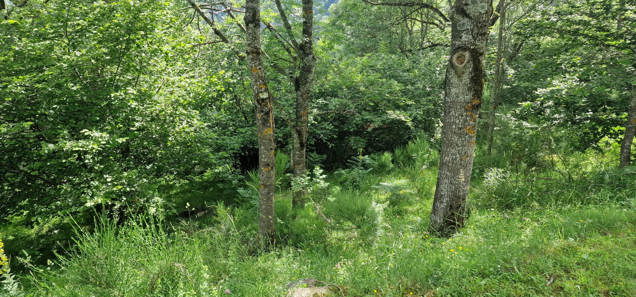 Vente Maison à Montferrer 2 pièces