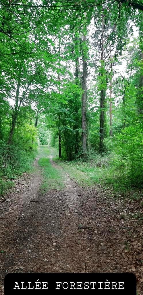 Vente Maison à Sainte-Maure-de-Touraine 12 pièces