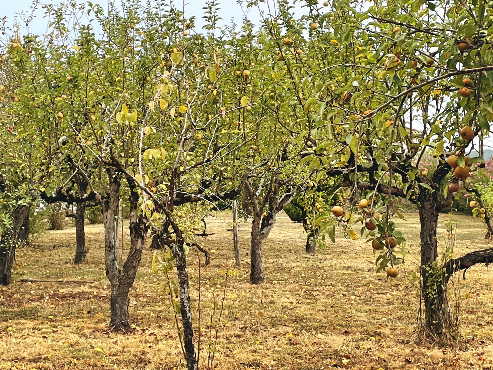 Vente Maison à le Fleix 4 pièces