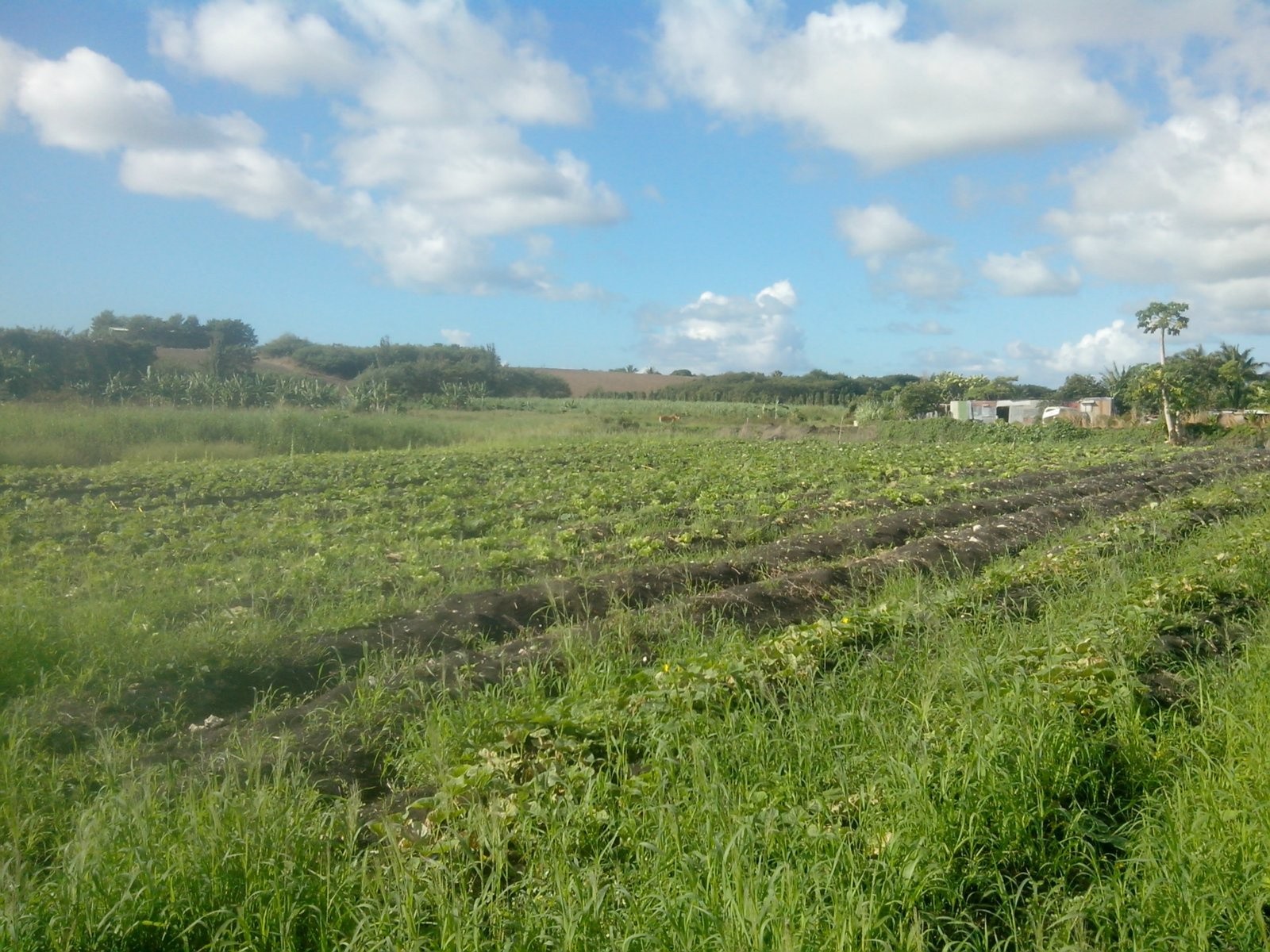 Vente Terrain à Saint-François 0 pièce