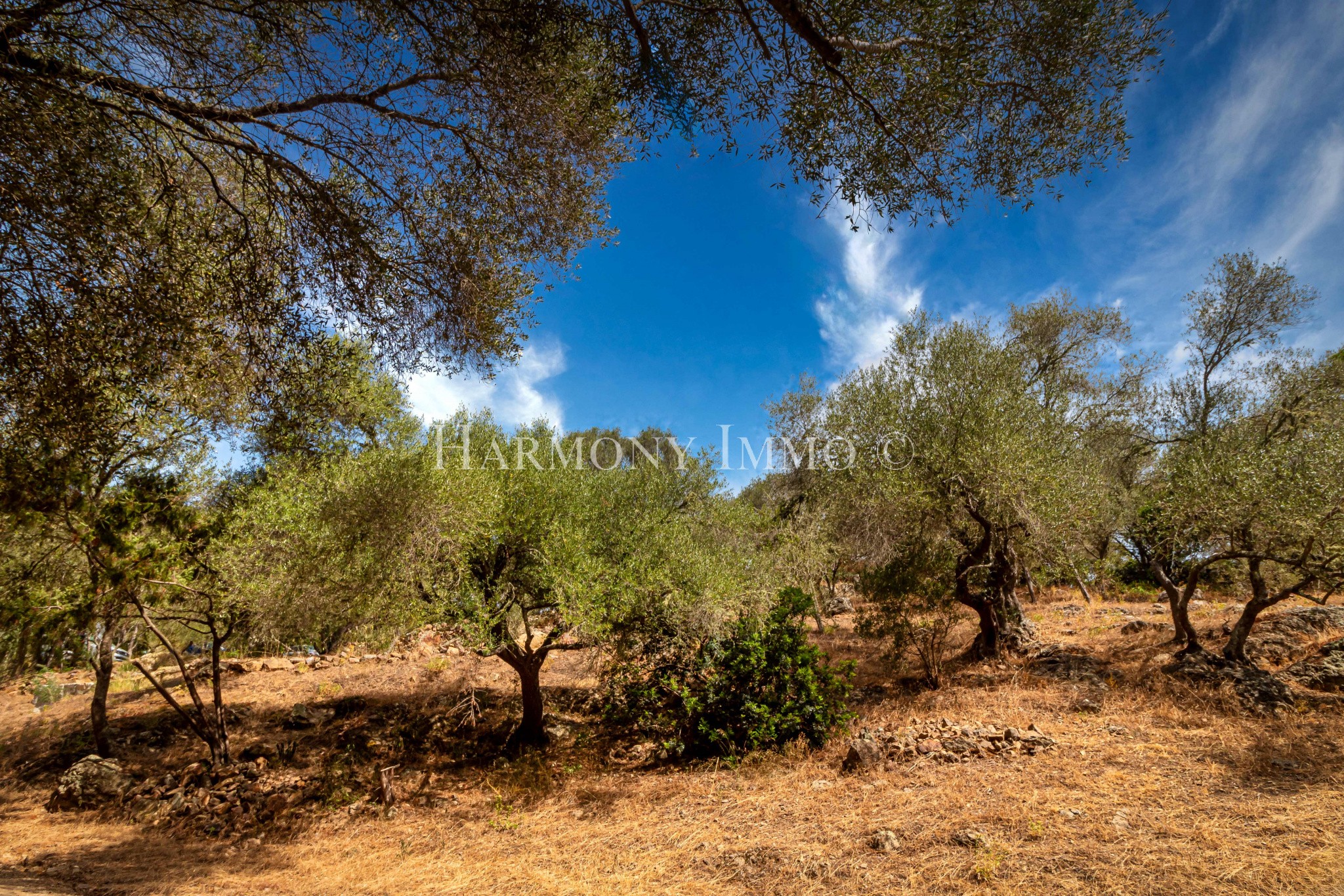 Vente Terrain à Ajaccio 0 pièce