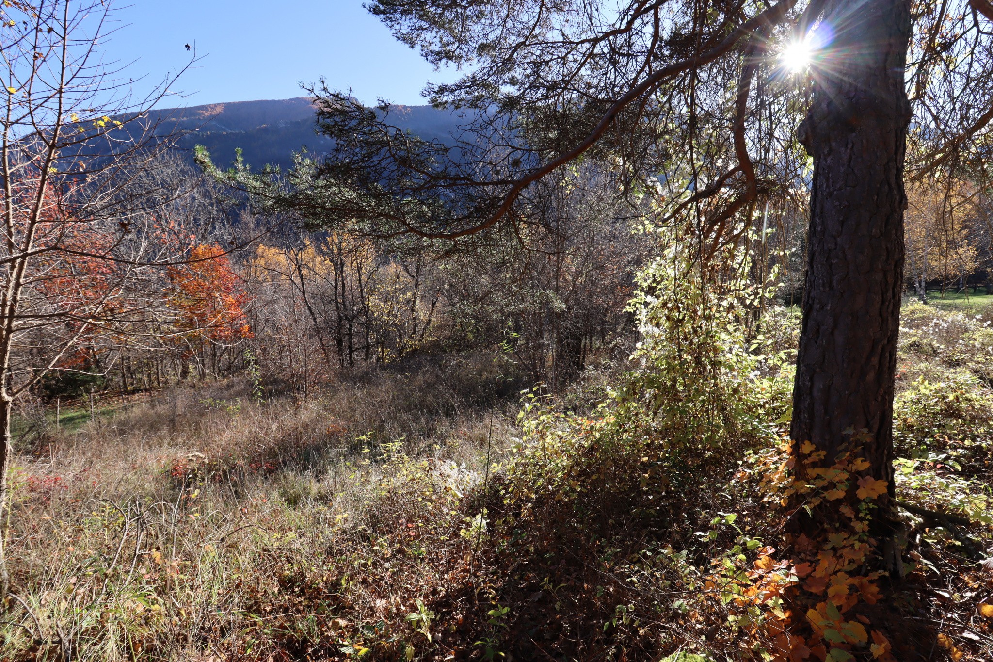 Vente Terrain à Beauvezer 0 pièce