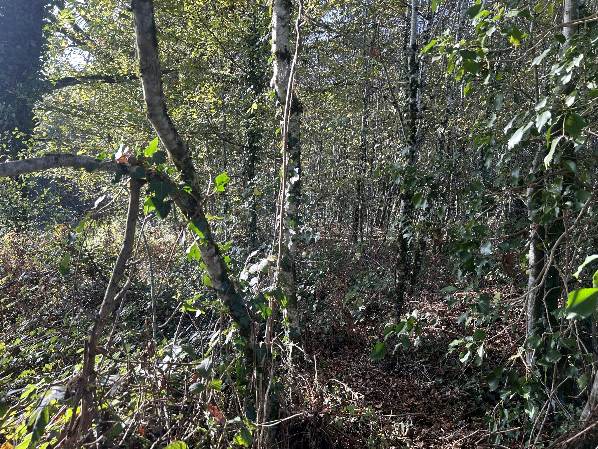 Vente Terrain à Saint-Clément 0 pièce