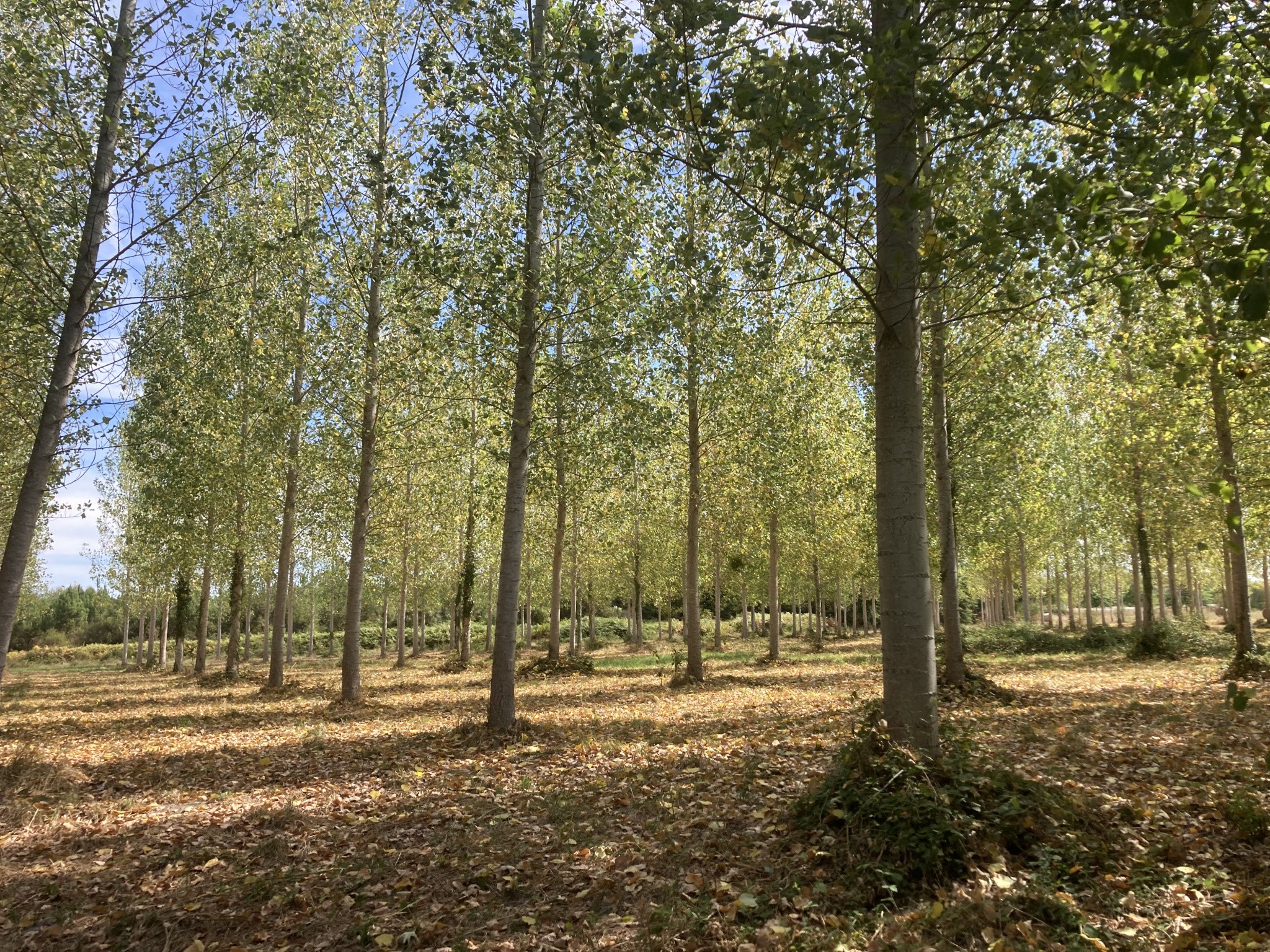 Vente Maison à Bazas 4 pièces