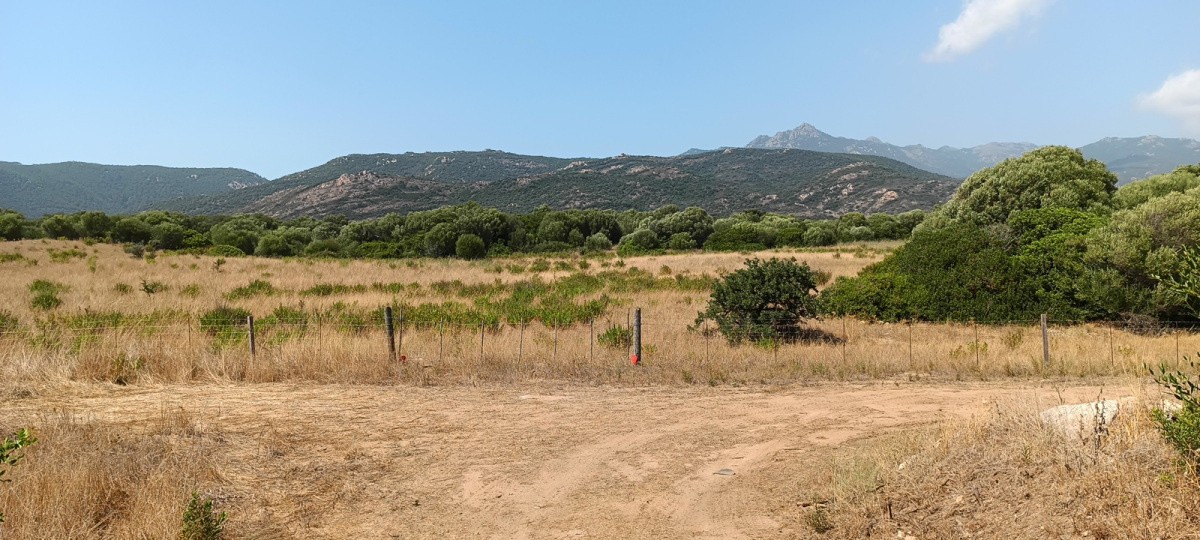 Vente Terrain à Pianottoli-Caldarello 0 pièce