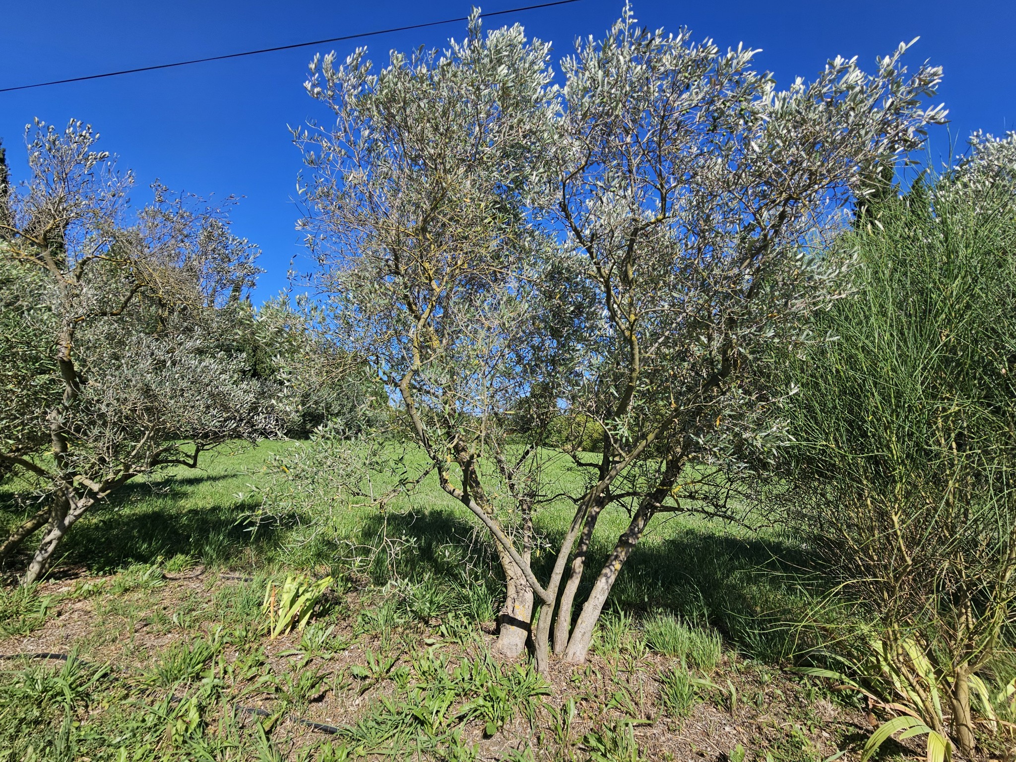 Vente Maison à Saint-Rémy-de-Provence 4 pièces