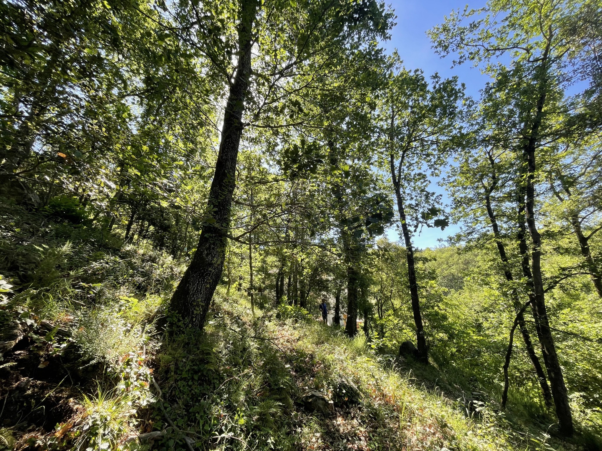 Vente Terrain à Maureillas-las-Illas 0 pièce