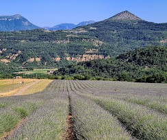 Vente Maison à Digne-les-Bains 33 pièces