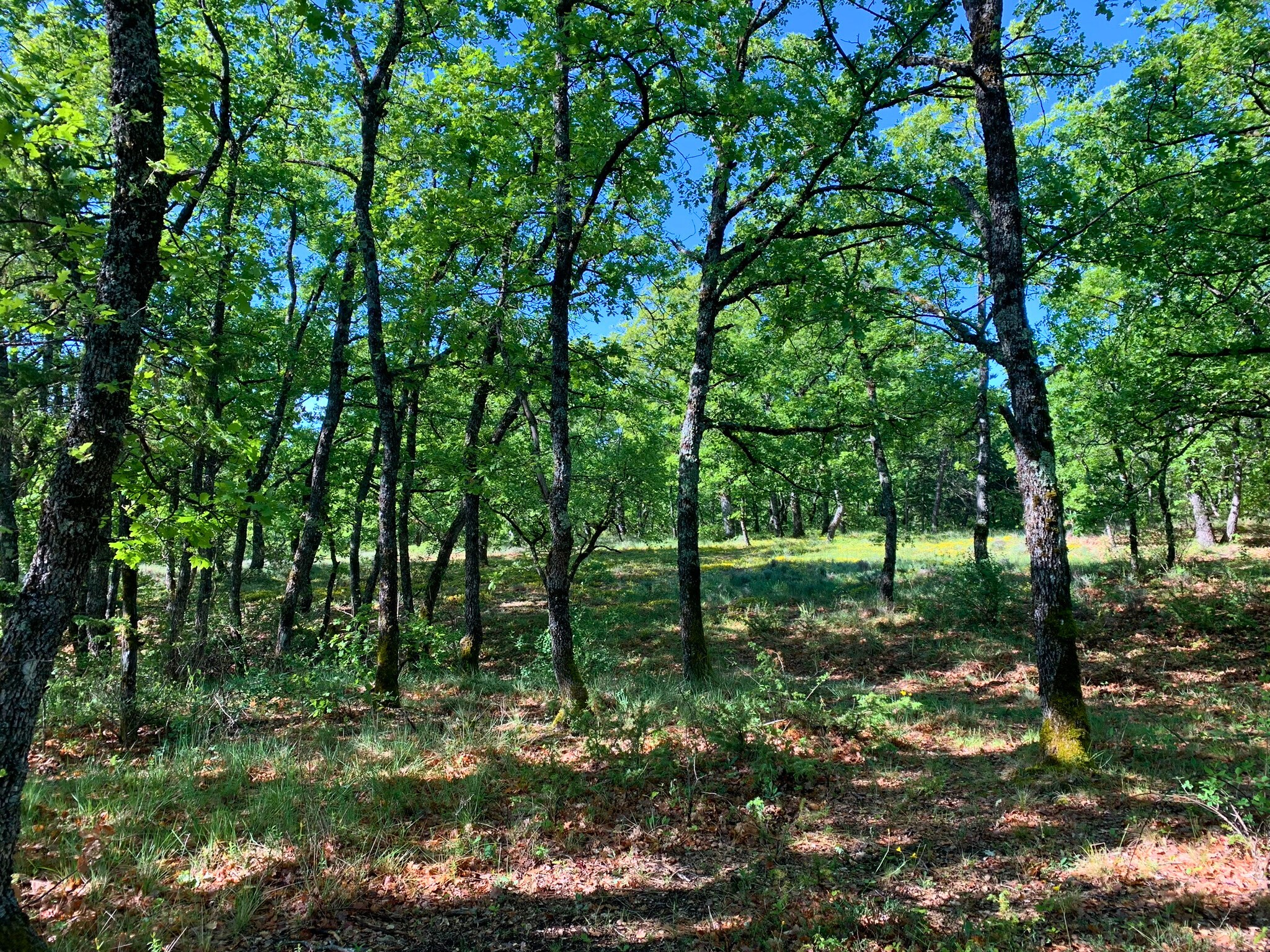 Vente Maison à Forcalquier 7 pièces