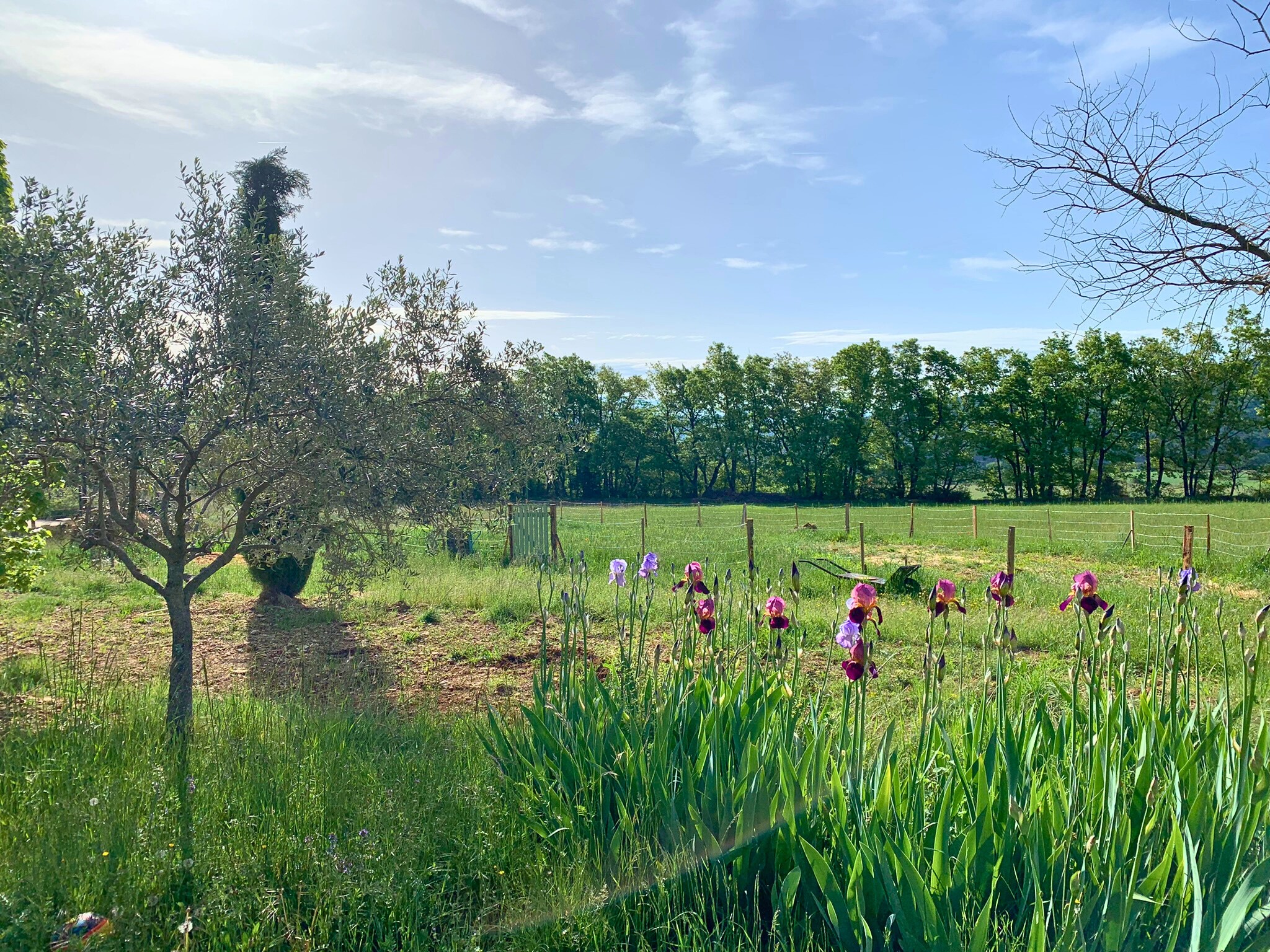 Vente Maison à Forcalquier 7 pièces