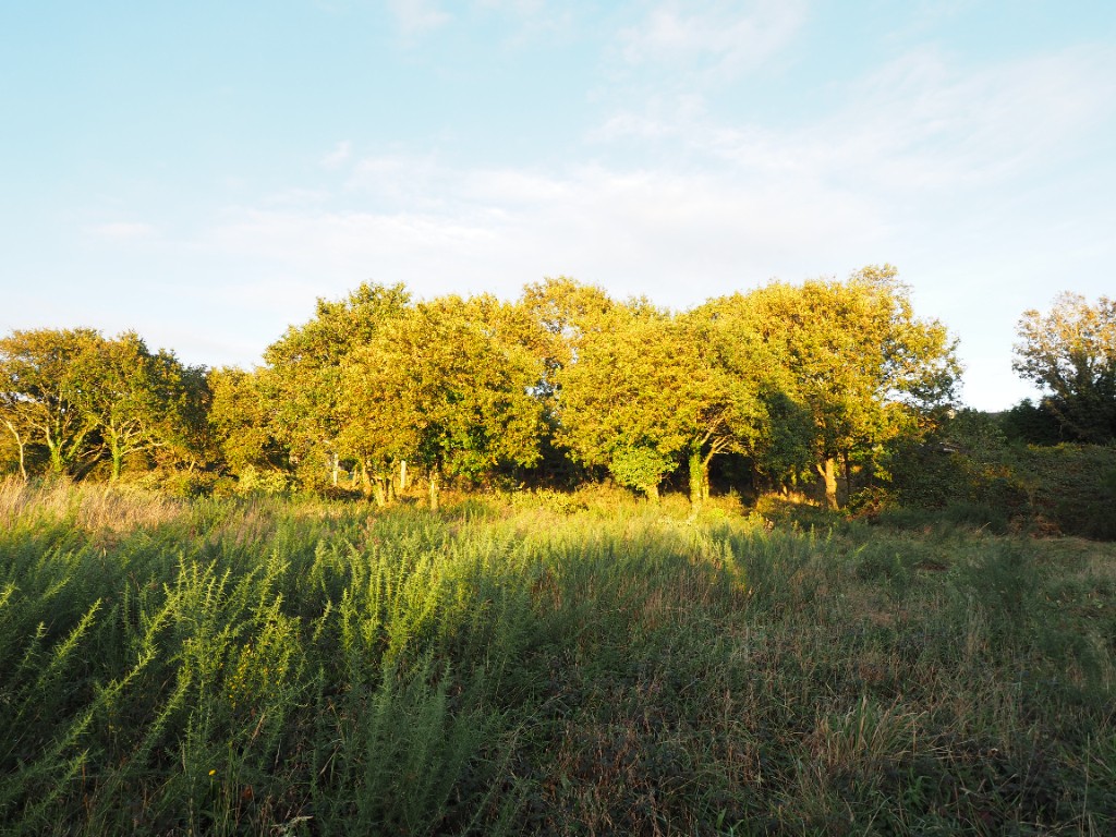 Vente Terrain à Concarneau 0 pièce