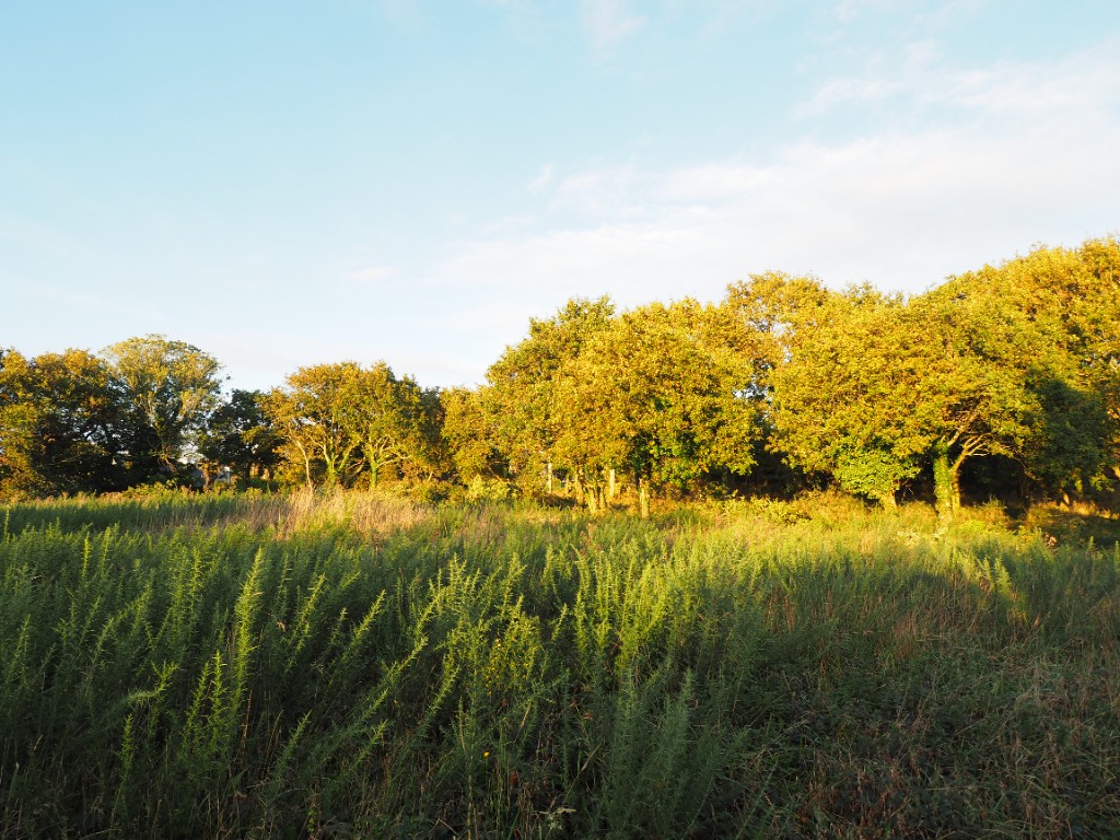 Vente Terrain à Concarneau 0 pièce