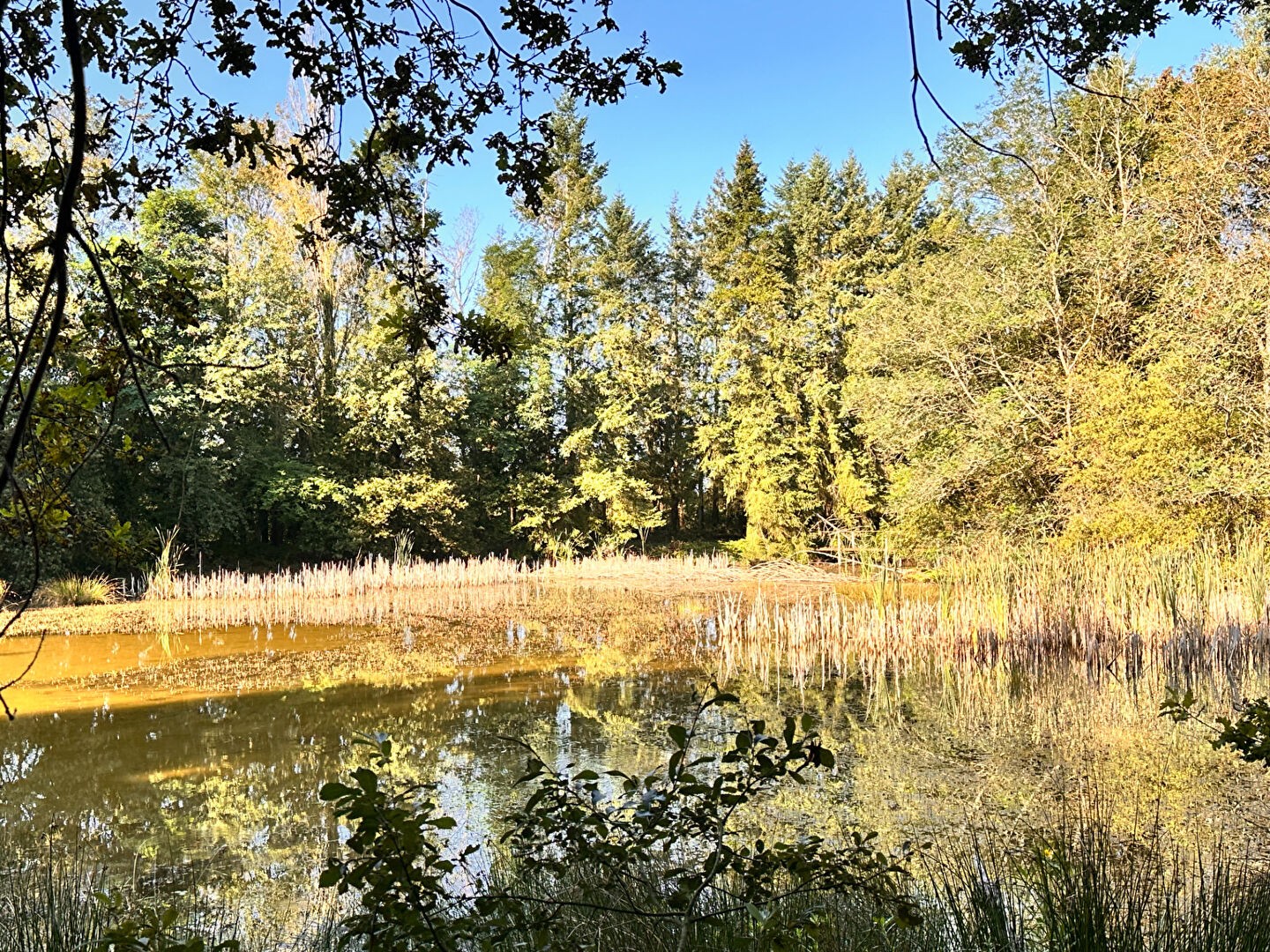 Vente Terrain à Coullons 1 pièce