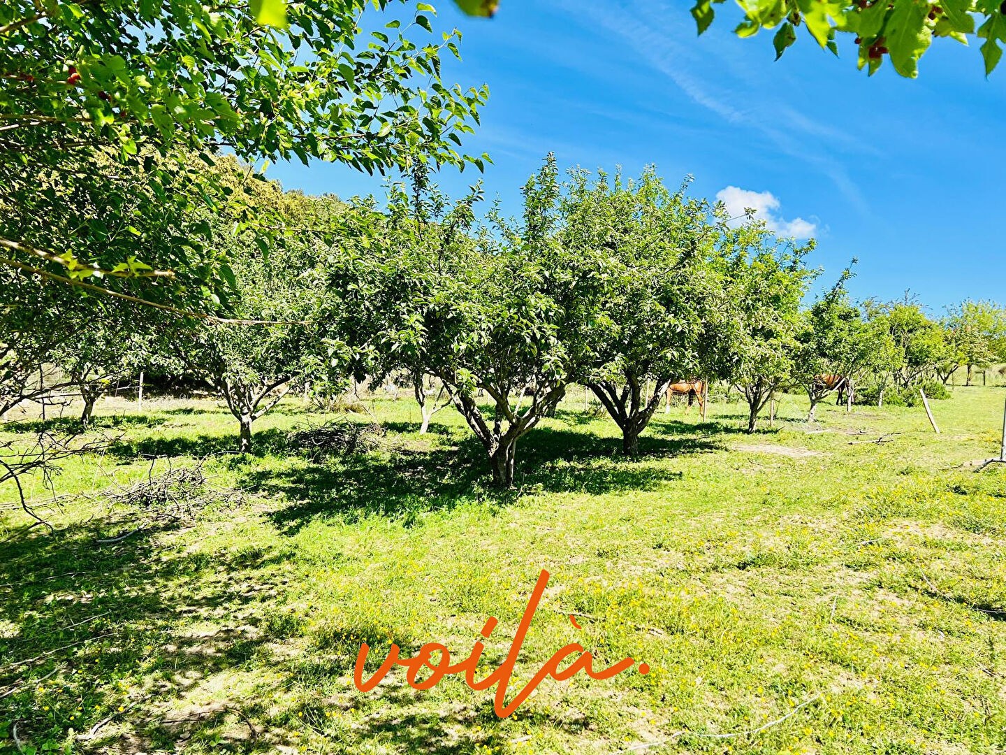 Vente Maison à Carcassonne 10 pièces