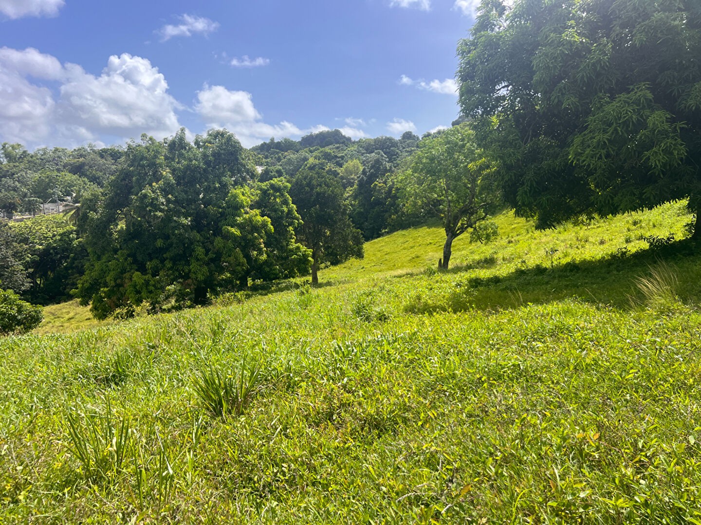 Vente Terrain à le Robert 0 pièce