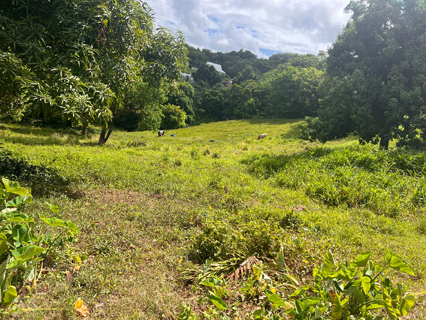 Vente Terrain à le Robert 0 pièce