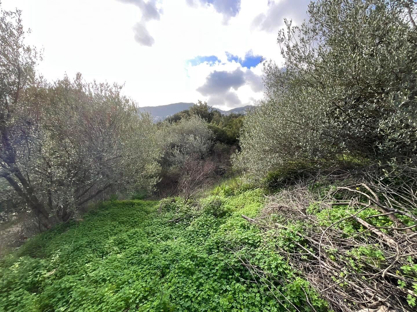 Vente Terrain à Santa-Maria-di-Lota 0 pièce