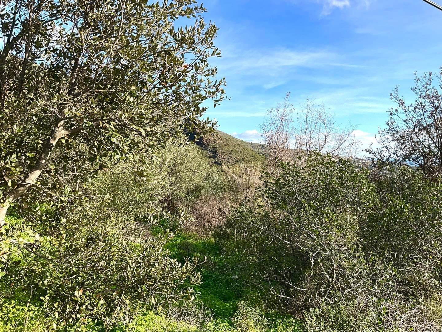 Vente Terrain à Santa-Maria-di-Lota 0 pièce