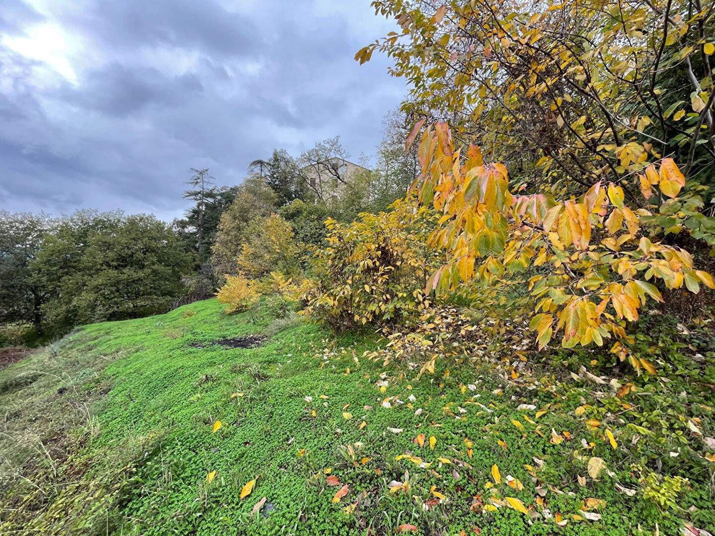 Vente Terrain à Oletta 0 pièce