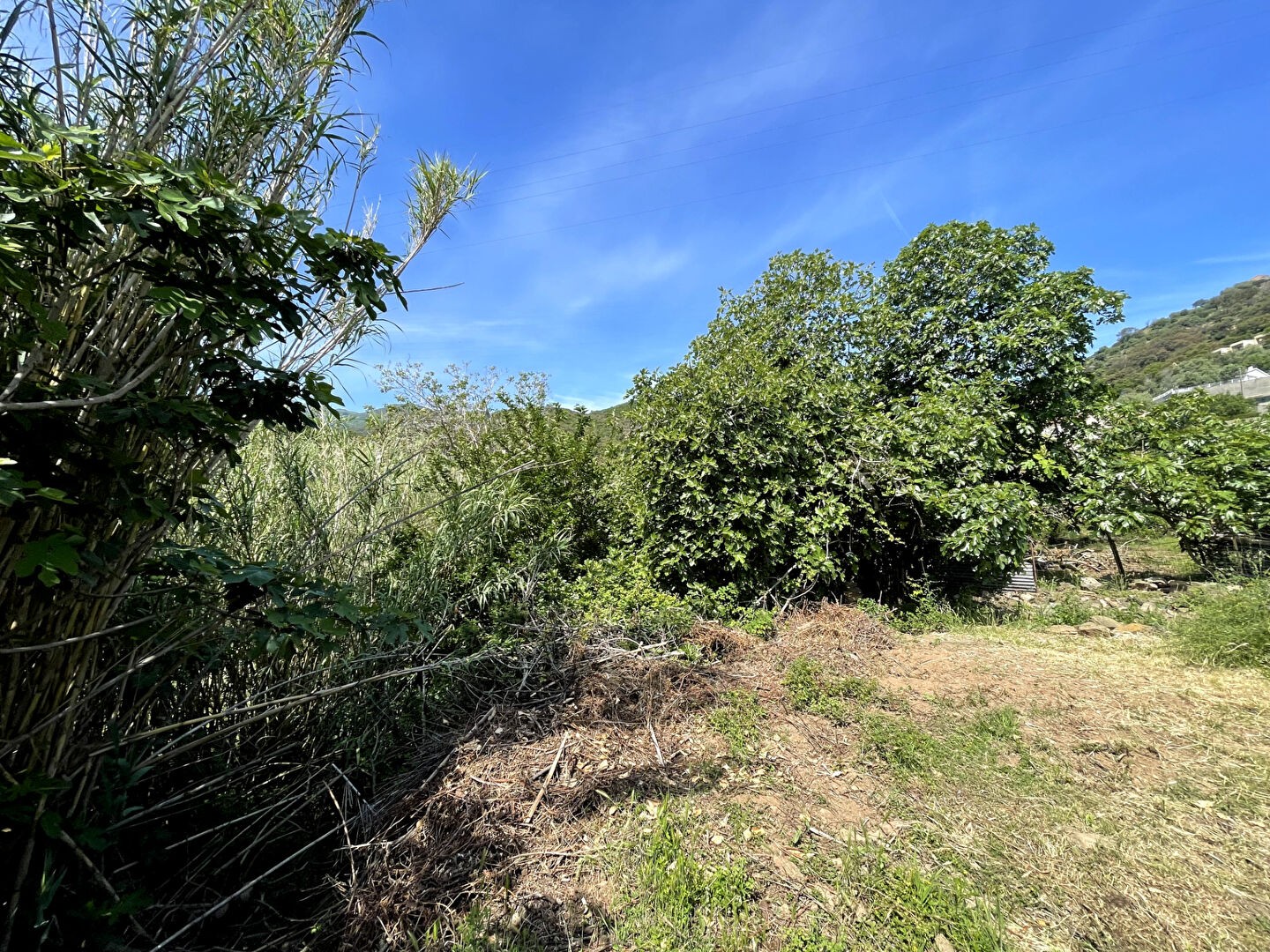 Vente Terrain à Bastia 0 pièce