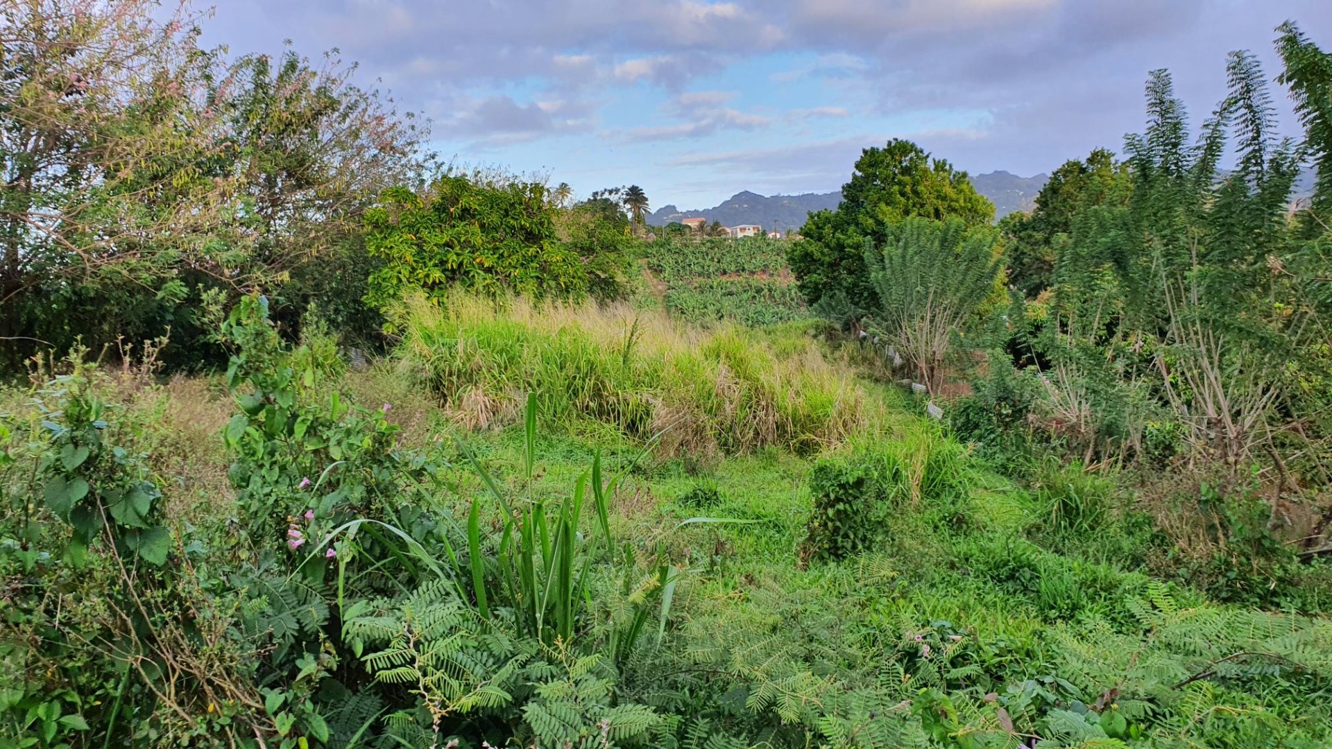 Vente Terrain à le Lamentin 0 pièce