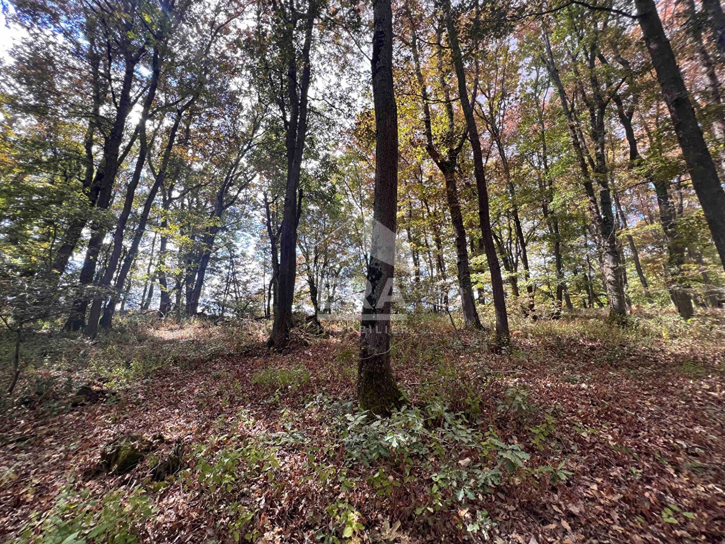 Vente Terrain à Buzet-sur-Tarn 0 pièce