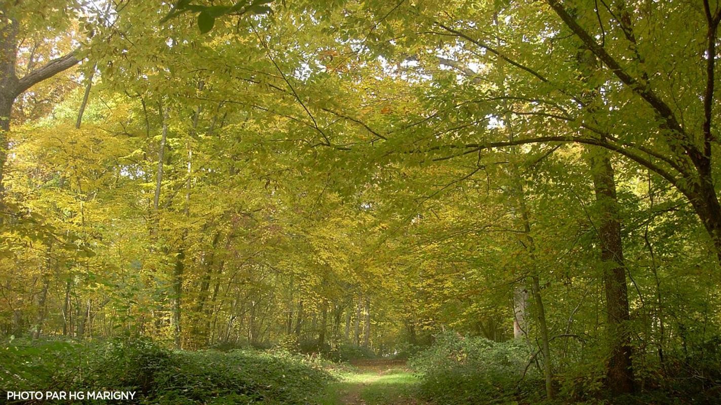 Vente Terrain à Macey 0 pièce