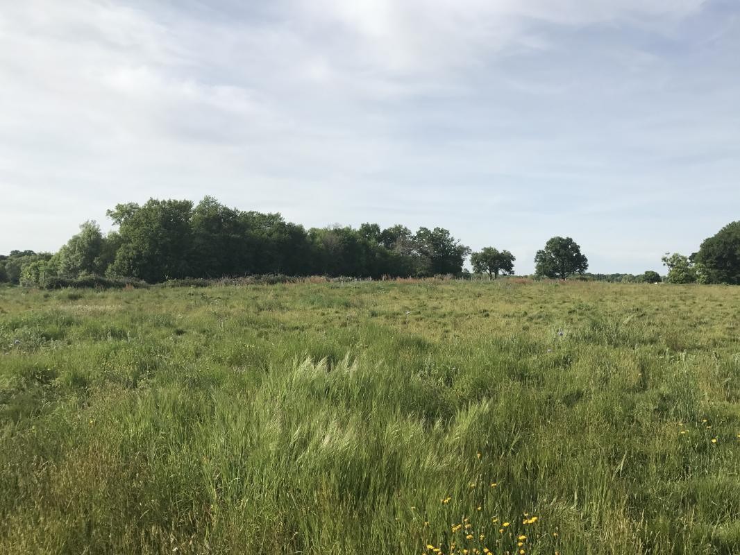 Vente Terrain à Surgères 0 pièce