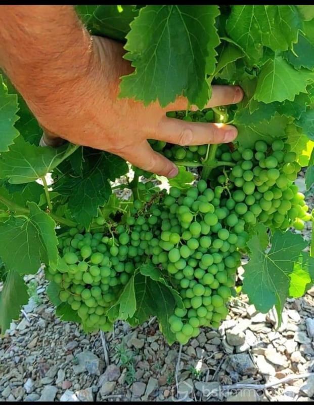 Vente Terrain à Banyuls-sur-Mer 0 pièce