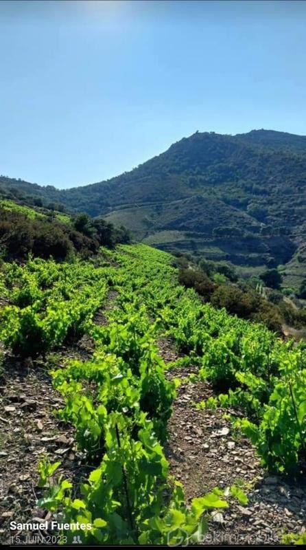 Vente Terrain à Banyuls-sur-Mer 0 pièce