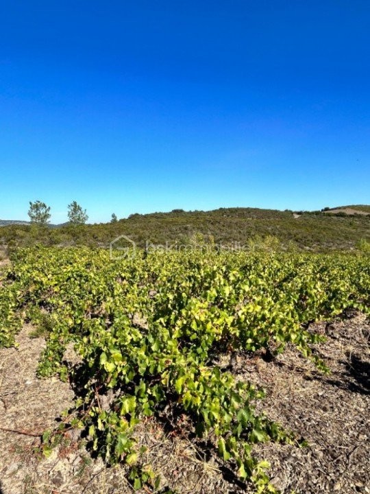 Vente Maison à Cascastel-des-Corbières 23 pièces