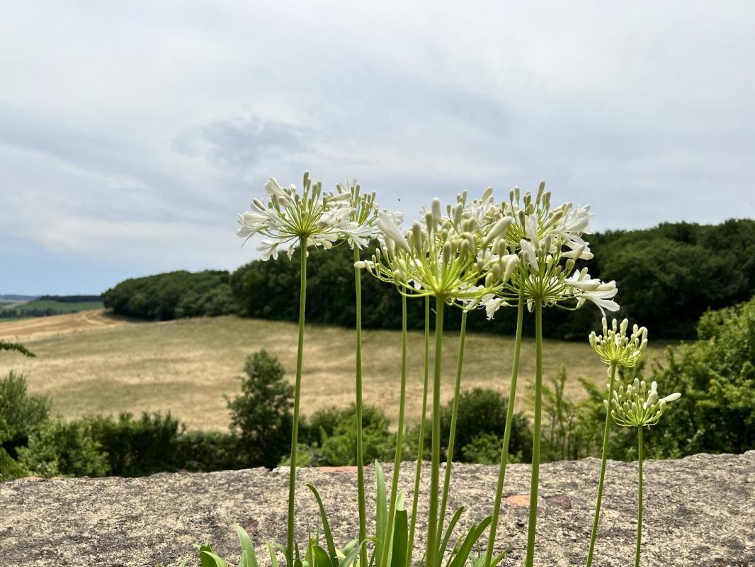 Vente Maison à Vic-Fezensac 10 pièces