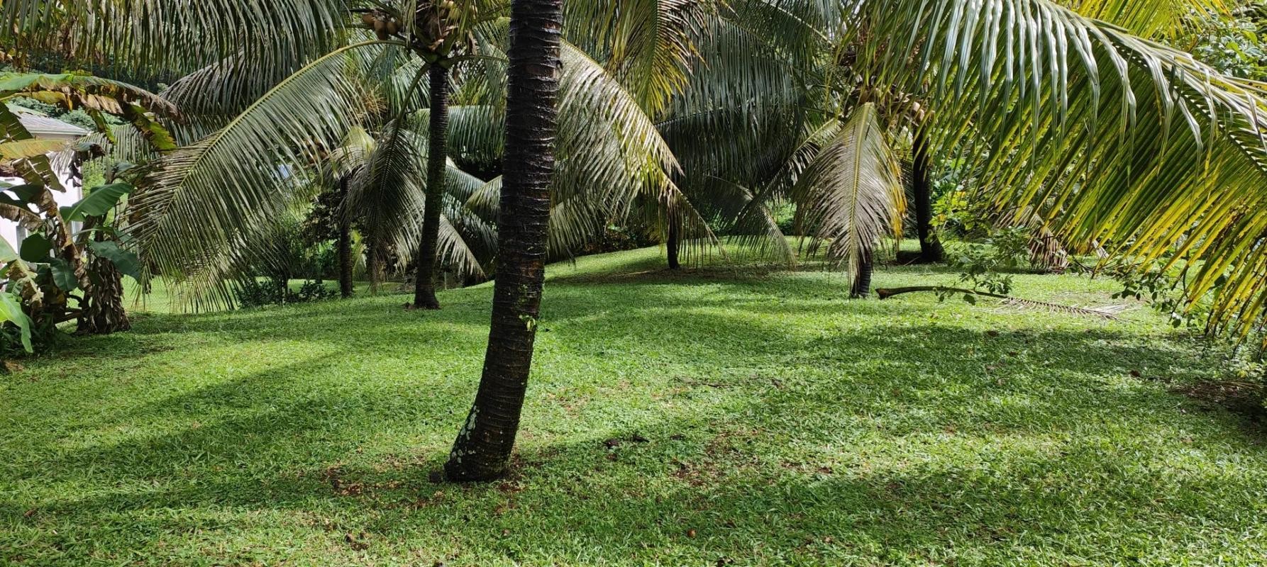 Vente Terrain à Saint-Joseph 0 pièce