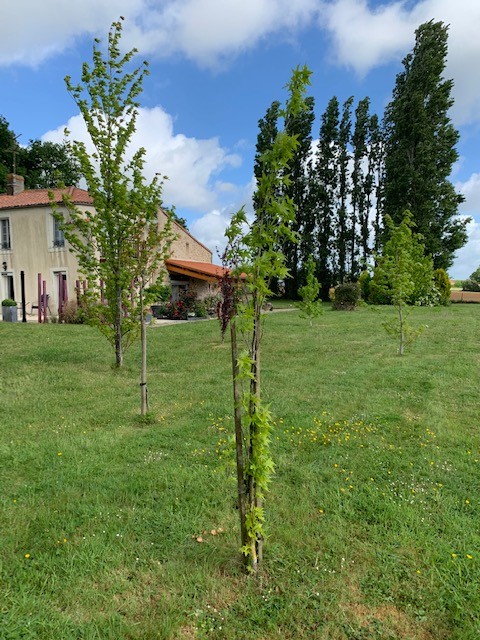 Vente Maison à Saint-Cyr-des-Gâts 11 pièces