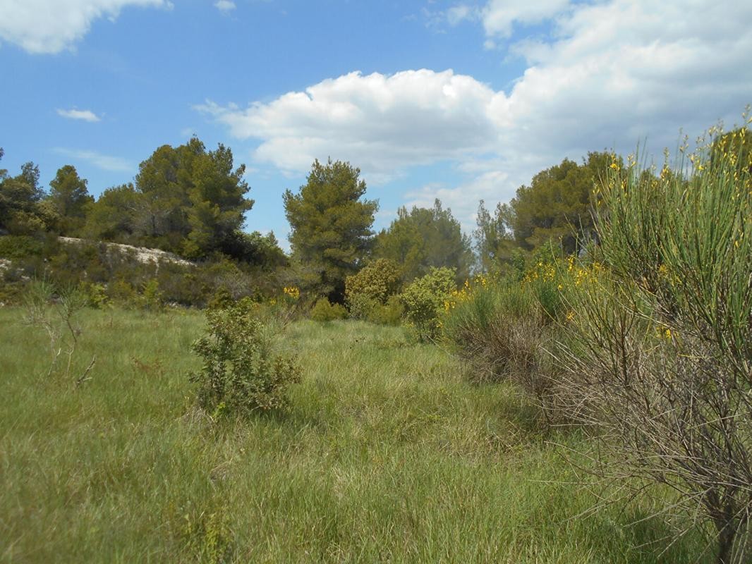 Vente Terrain à Saint-Pons-de-Mauchiens 0 pièce