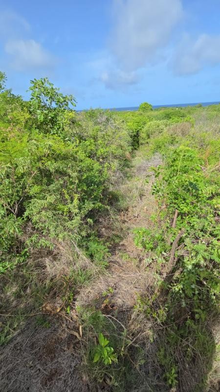 Vente Terrain à Sainte-Anne 0 pièce