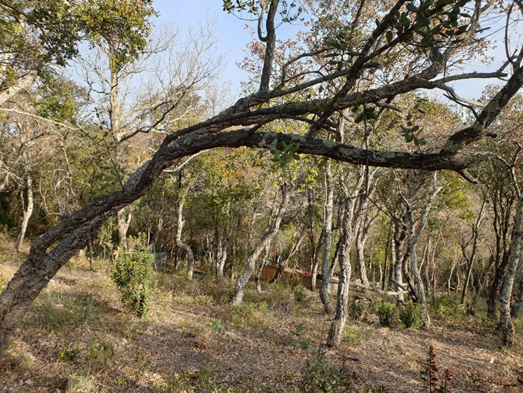 Vente Terrain à Céret 0 pièce