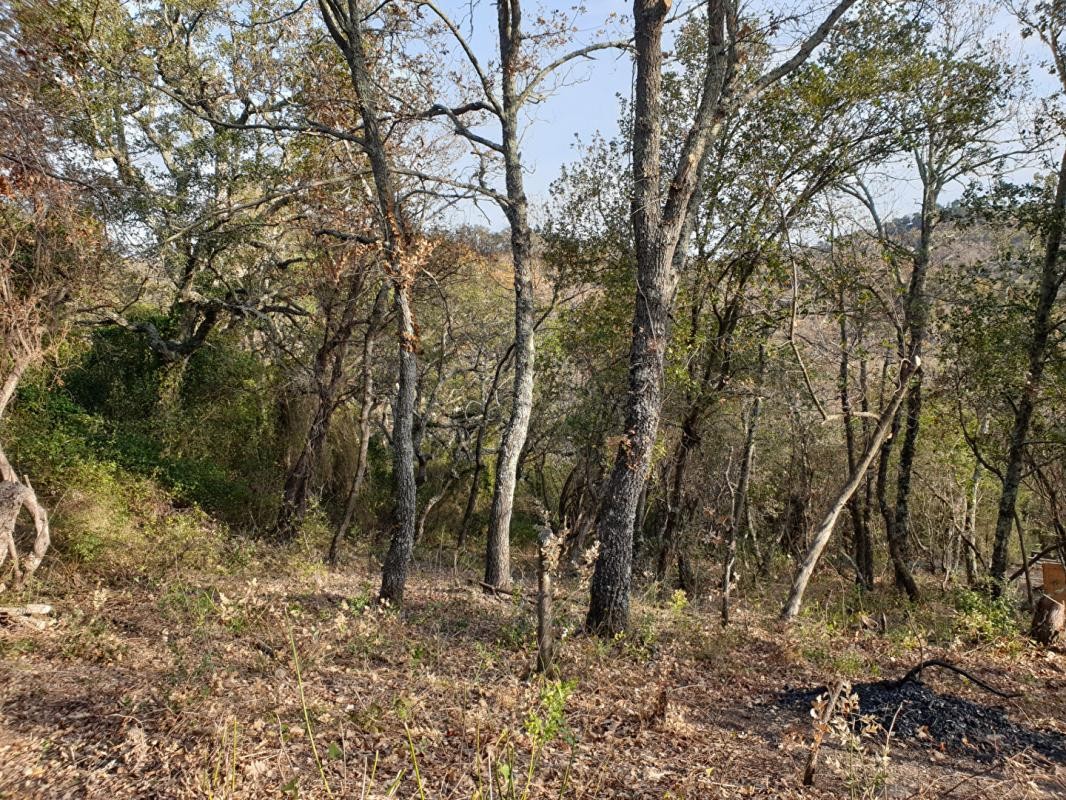 Vente Terrain à Céret 0 pièce