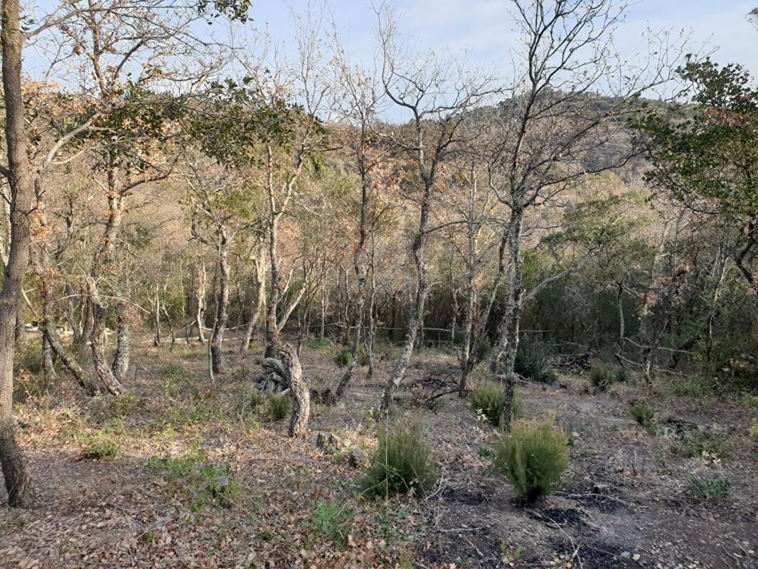 Vente Terrain à Céret 0 pièce