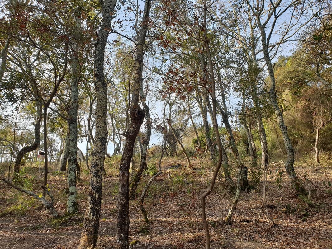 Vente Terrain à Céret 0 pièce