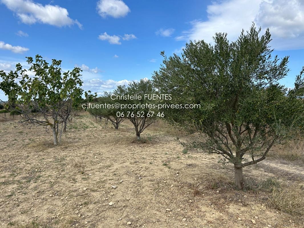 Vente Terrain à Loupian 0 pièce