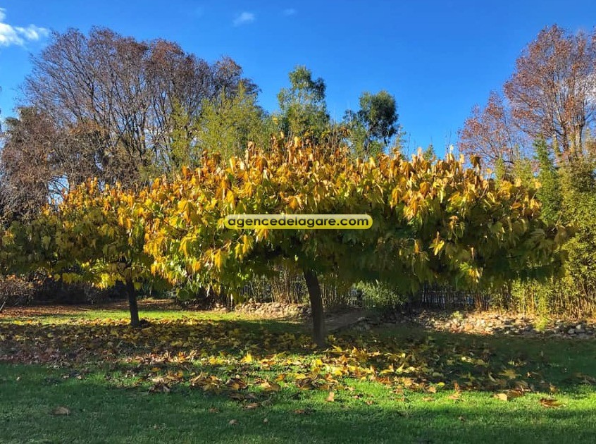 Vente Maison à Latour-Bas-Elne 30 pièces