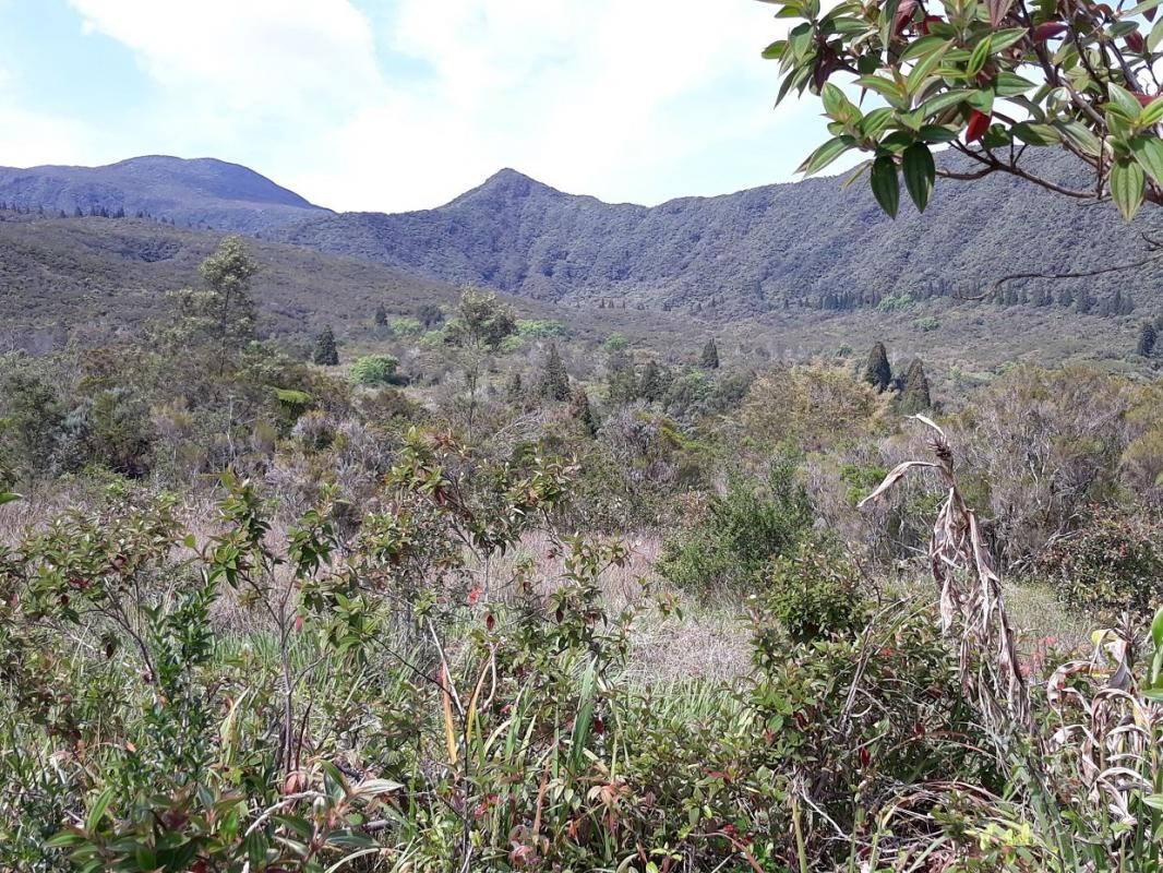 Vente Terrain à la Plaine-des-Palmistes 0 pièce