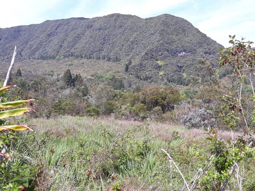 Vente Terrain à la Plaine-des-Palmistes 0 pièce