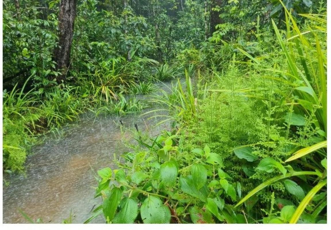 Vente Terrain à Roura 0 pièce